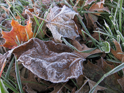 First heavy frost ...