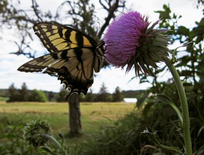 Butterfly and the thistle
