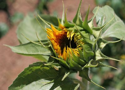 IMG_0363 Blooming sunflower