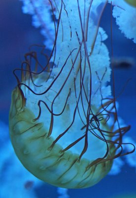 IMG_0507 Jellyfish