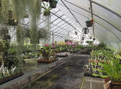 Orchid greenhouse ...