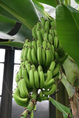 IMG_1470  Bananas *