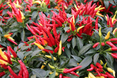 IMG_1481 Ornamental hot peppers