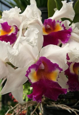 IMG_1475 Orchids