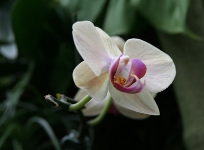 IMG_1467 Orchid