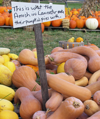 CRW_7389 Amish pumpkins