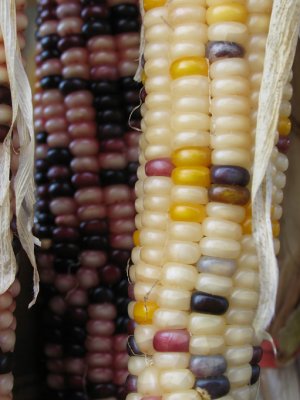 IMG_7390 Indian Corn