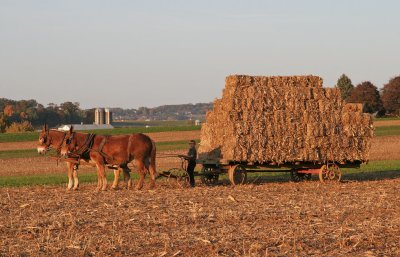 IMG_3028 Wagon of corn stalks bales