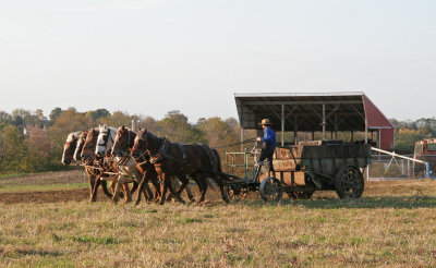 IMG_3016 Spreading manure