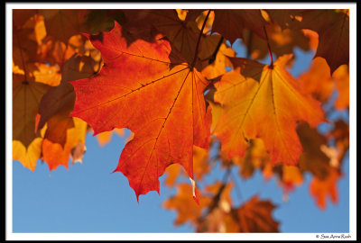 IMG_3184 Fall leaves