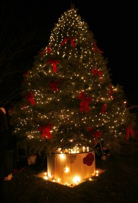 CR2_3541 WIC - Week # 35  Moody/Ambiance ...Oh Christmas tree ...