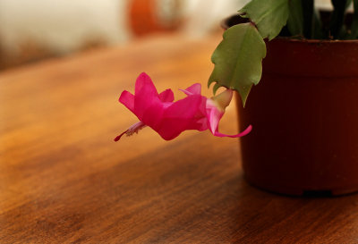 IMG_0047 Christmas cactus