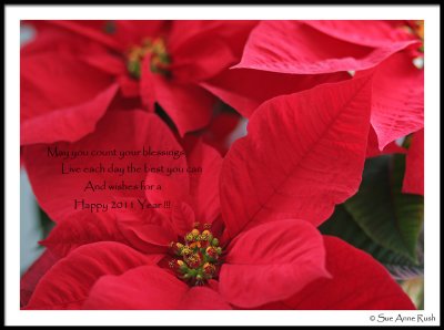 IMG_3604 Happy New Year !
