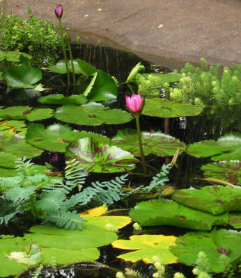 Lilly pond  *