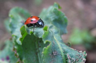 IMG_3419 Tiny ladybug