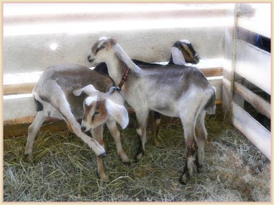 Three Little Lambs At the Wayne County Fair