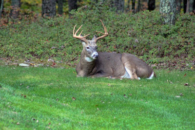 10 Point Buck