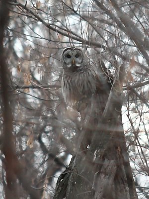 Owls and other Animals in Minneasota Valley