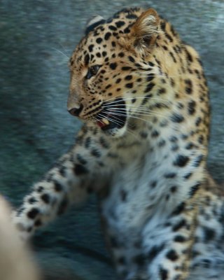 Cheetah (IMG_8978)