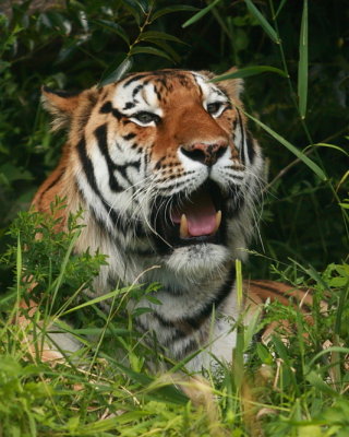 Siberian Tiger (IMG_9319)