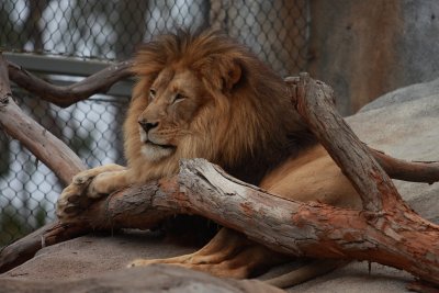 Lion in San Diego Zoo