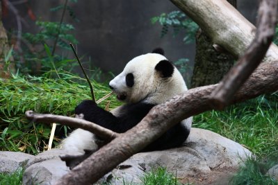 Panda in San Diego Zoo
