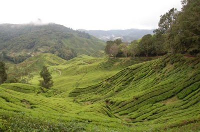 Sungei Palas BOH Tea Plantation