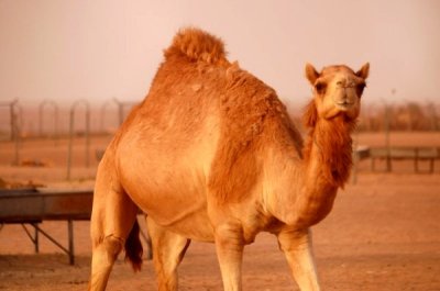 Al Awir Camel Farm