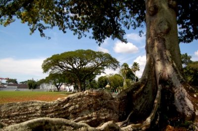 Kuching Oldest Tree