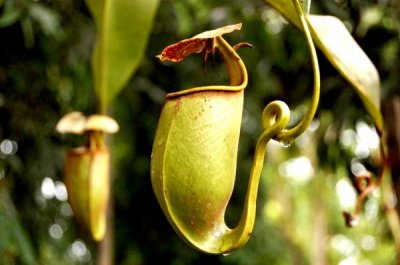 Padawan Pitcher Plant & Wild Orchid Garden