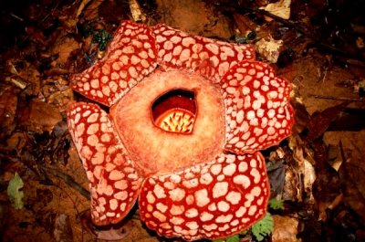 Rafflesia Hunt