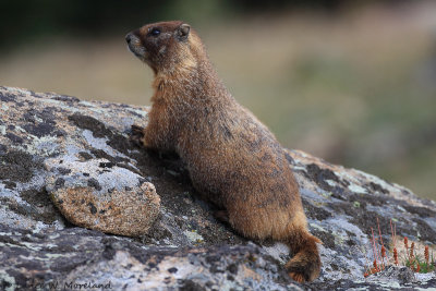 Portrait of a Marmot