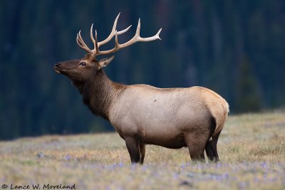 Bull Elk