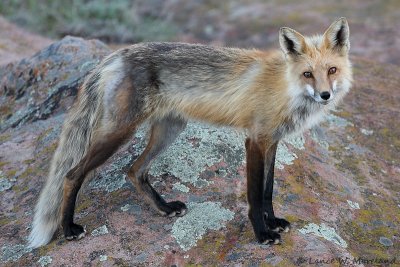 Wiley Fox Posed For Me