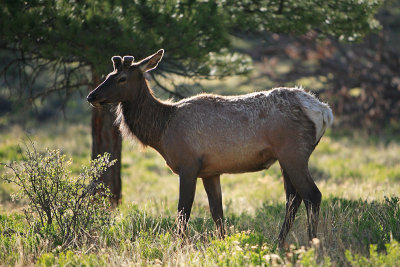 Young Bull Elk