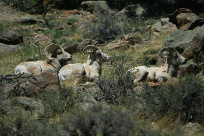 Three Bedded Rams