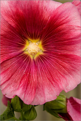 Hollyhock