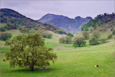 Sutter Buttes