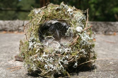 Fallen nest
