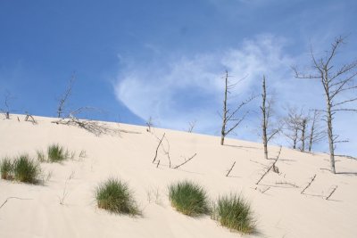 Dying trees killed by the moving dunes