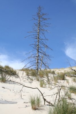 Dying trees killed by the moving dunes