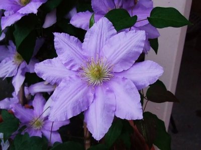 Clematis At Sunset