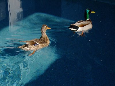 Ducks In Pool