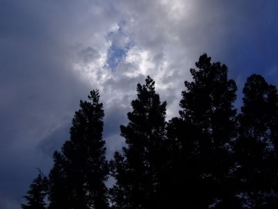 Redwoods & Clouds