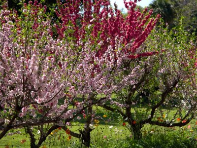 Parramatta Park - Wisteria Gardens