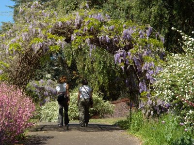 Parramatta Park - Wisteria Gardens