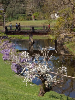 Parramatta Park - Wisteria Gardens