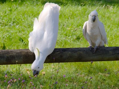 Parramatta Park - Sulphur Crested Cockatoos