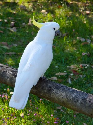 Parramatta Park - Sulphur Crested Cockatoo