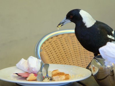 Parramatta Park - Cafe customer